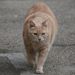 20090207_provencetrip_27_arles_cat